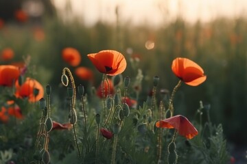 poppy field in summer