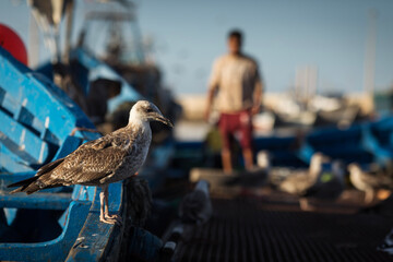 Beautiful colors in the port of fishermen in Essaouira, Morocco