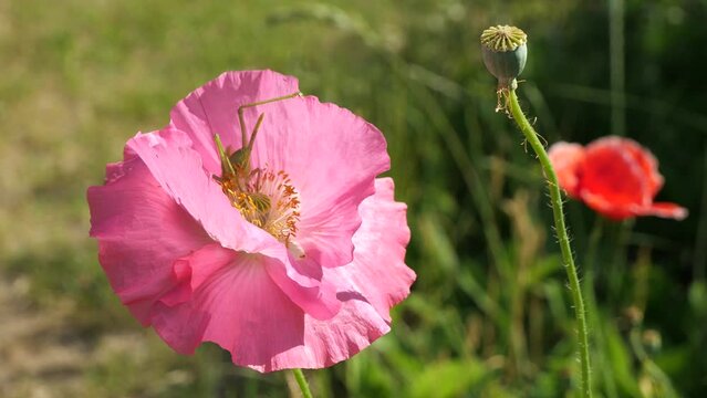 A green grasshopper extracts small spiders from under the stamens of a flower.