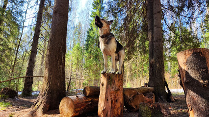Dog German Shepherd in the green forest in summer, spring or autumn season. Russian eastern...
