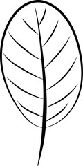 Hand drawn leaf illustration on transparent background.
