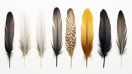 set collection of feathers isolated on a background for design and overlay