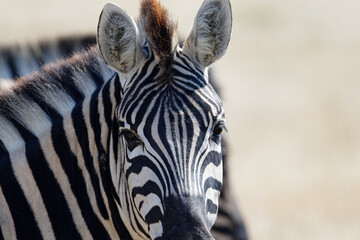 A zebra is facing the camera with its ears pricked forward.