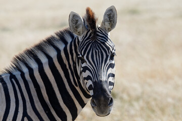 Fototapeta na wymiar A wide eyed zebra is facing the camera. Its ears are forward. The crest of its mane is slightly brown.