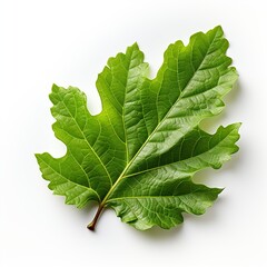 green leaf isolated on white background Created with generative Ai	
