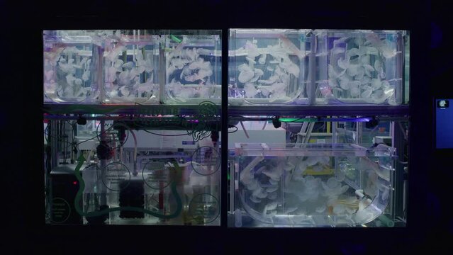 Jellyfish float in aquarium laboratory tanks