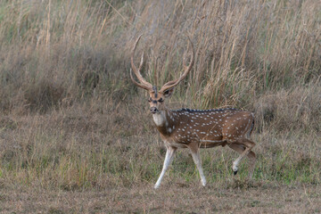 Naklejka na ściany i meble Beautiful male The chital also known as spotted Indian deer, chital deer, and axis deer (Axis axis) in Bandhavgarh National Park in India. 