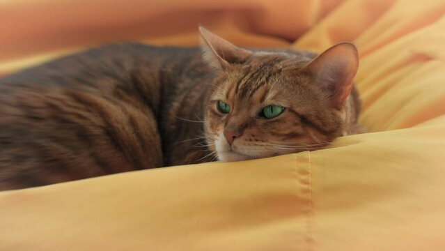 Cute sleepy bengal cat laying comfortable on orange coach at home.