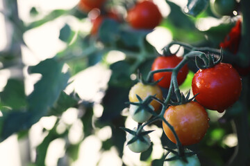 Fresh farm cherry tomatoes on the branches are harvested by the farmer.