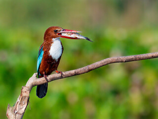 White-throated Kingfisher with fish catch