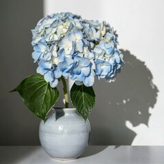 Blue hydrangea flower in white vase on gray interior
