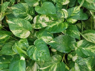 Ivory betel is a semi epiphytic climbing plant that people usually plant to decorate their yards or rooms.