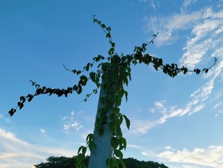 Fototapeta premium The background image is a view of the sky and white clouds. In the center of the image there is a gray cement pillar and green weeds growing around the pillar in the evening atmosphere.