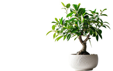 Minimalist Ficus Plant Decor on a transparent background