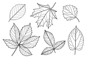 Set of outlines of various branches and leaves on a white background. Leaves for coloring books, publications in books and magazines.