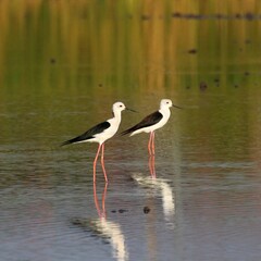 white stork in the water