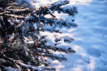 Winter atmospheric landscape with frost-covered dry plants during snowfall. Winter Christmas background