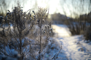 White snow on a bare tree branches on a frosty winter day, close up. Natural background. Selective botanical background.