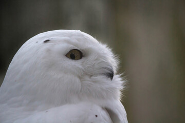 Fototapeta premium The Snowy Owl (Nyctea scandiaca) (Bubo scandiacus)