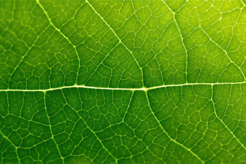 Translucent green leaf, macro, texture, background