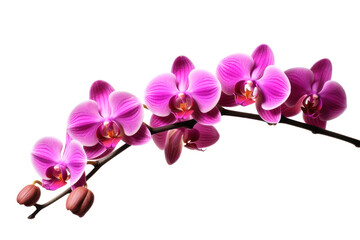 Naklejka na ściany i meble Branch of blooming orchid isolated on white background