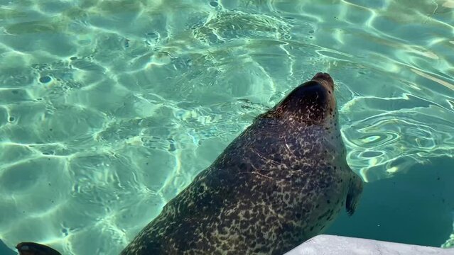アザラシ 水面での迫力,アザラシの泳ぎ、水槽で泳ぐアザラシ