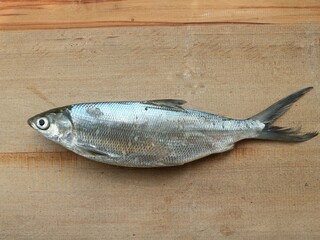 Close up of fresh milkfish from aquaculture