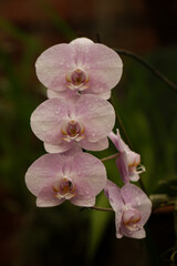Fototapeta na wymiar Beautiful orchid flowers