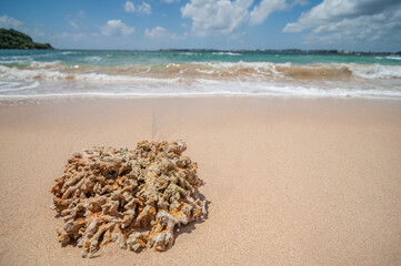 exotic sandy beach on the ocean shore. natural background