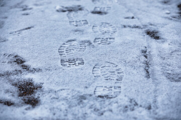 Winter atmospheric landscape with frost-covered dry plants during snowfall. Winter Christmas background