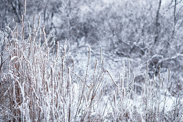 Winter atmospheric landscape with frost-covered dry plants during snowfall. Winter Christmas background