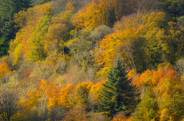 Autumnal Colour: Autumn in Glenariff Forest Park in County Antrim, Northern Ireland, uk