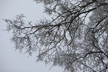 Fototapeta na wymiar White snow on a bare tree branches on a frosty winter day, close up. Natural background. Selective botanical background.