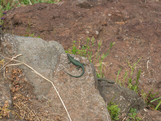 Two metallic green Madeiran wall lizard warming up on the stone. Teira dugesii, is a species of lizard in the family Lacertidae. The species is endemic to Madeira Islands, Portugal.