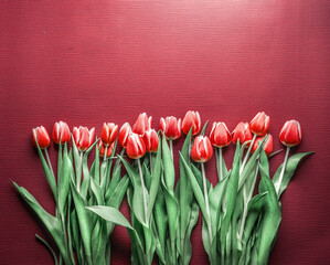 A lot of red tulips on red background with copy space, top view. Border