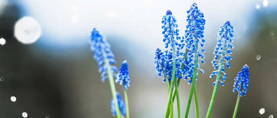 Springtime nature with close up of blue Grape hyacinths at bokeh background, outdoor