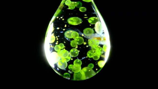 Volvox swimming in a single water drop magnified in extreme close up on black background 