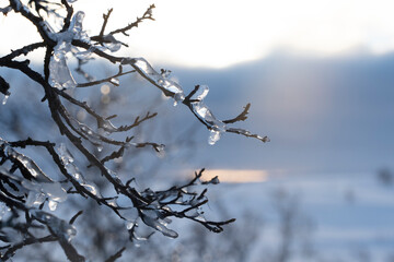 Frozen ice on branches