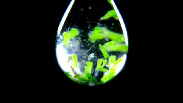Stentor ciliates trapped in a water drop on black background 