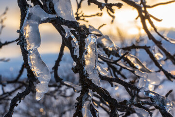 Fototapeta na wymiar Frozen ice on branches