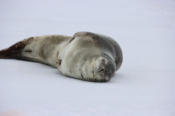 Leopard Seal (Hydrurga leptonyx) near Pleneau Island, Antarctic Peninsula.