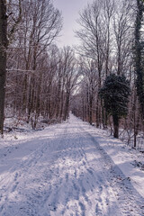 winter road in the forest with sunlight on the side 