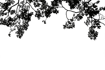 Fototapeta premium Silhouette of branches with leaves of a big tree isolated on a png file with a transparent background.