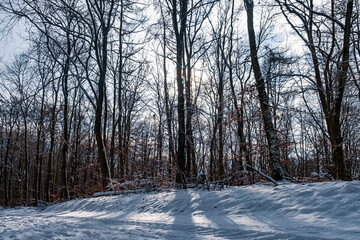 winter forest in the morning and shadows of the tree in the winter