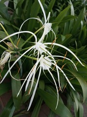 white Bangkok lily on a green background