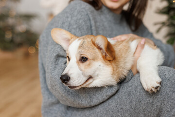 Portrait of adorable, happy smiling dog of the corgi breed. Girl playing with their favorite pet in the beautiful home.