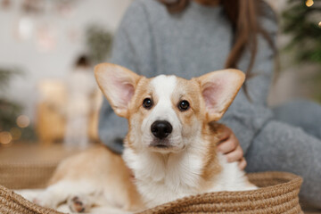 Portrait of adorable, happy smiling dog of the corgi breed. Girl playing with their favorite pet in the beautiful home.