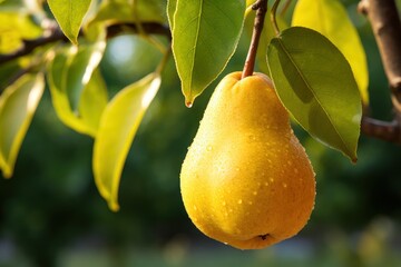 Ripe yellow pear on a tree branch with green leaves in the garden. Farm products, harvest of fresh vegetables and fruits