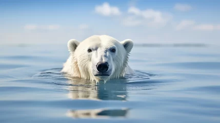 Fotobehang Polar bear is swimming in the water © standret