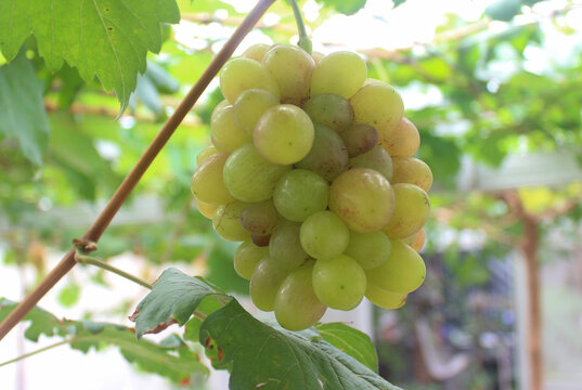 photo of grapes or Vitis vinifera L. in a traditional Indonesian garden. used as an ingredient in grape juice.